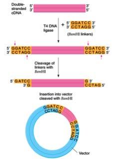 CONCEPTS OF GENOMIC BIOLOGY Page 4-14 Various types of vectors can be used to create a cdna clone library.