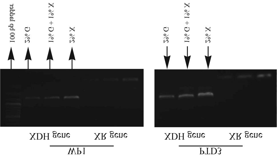 Genetic analysis of D-xylose metabolism 475 Figure 3 - Exon/intron structures visualization of XR and XDH-encoding-genes of Pichia stipitis.