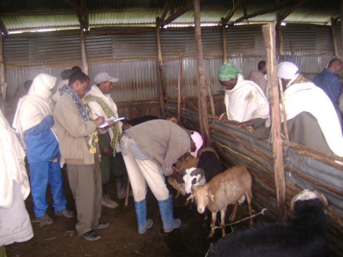 4.2 How to identify superior animals under village conditions After identifying farmers breeding-goal traits, the next step is to devise a means of identifying the best animals to be parents of the