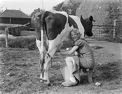 Dairy Farming It s not like this anymore Why has