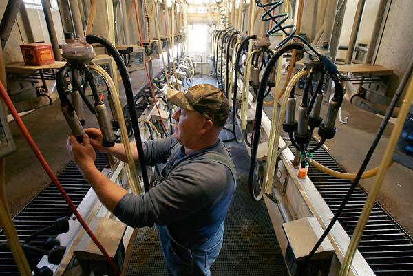 Dairy Farming Darrell Kraus prepares equipment before milking on his dairy farm in Barnhart in mid-march.
