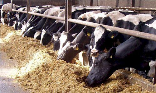 Dairy Farming Increased production of milk Cows produce higher yields, meaning fewer cows are needed to meet the demand for milk; therefore there are fewer farms.