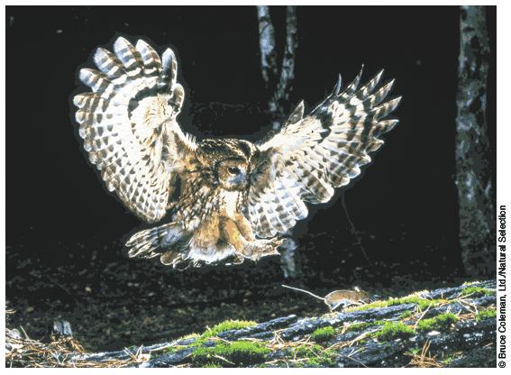 Chapter 3 The Biosphere A tawny owl prepares to seize a mouse. The mouse is carrying a berry in its mouth as it runs along a fallen, moss-covered tree trunk.