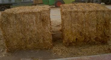 Biomass Collecting Yellow straws: maize straws, wheat