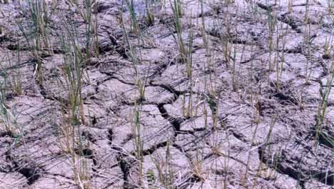 Impacts of drought Crop failure Reduced irrigated areas