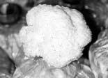 citrinopoleatus 150-200 Abalone mushroom Pleurotus cystidiosus Hed Pao-hue 70-80 King oyster mushroom Pleurotus eryngii Hed