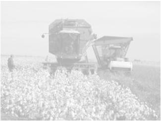 irrigated  continuous cotton Dryland
