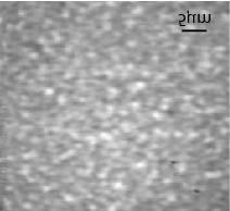 The N was kept the sample but Sb was now added with a beam flux 1.2 10-7 Torr. The CL image from this sample, however, looks more uniform with lower contrast.