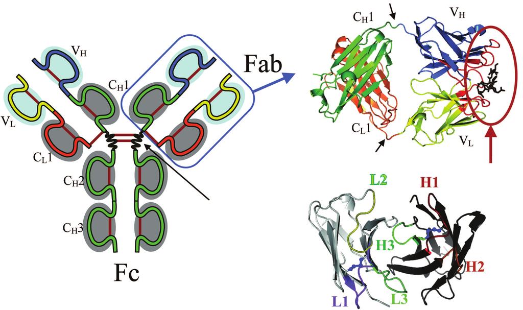 b Heavy chain a Light chain Paratope and antigen c Hinge region Fig. 1. (E. P. Altshuler et al.) Structure of the IgG molecule. a) General scheme.