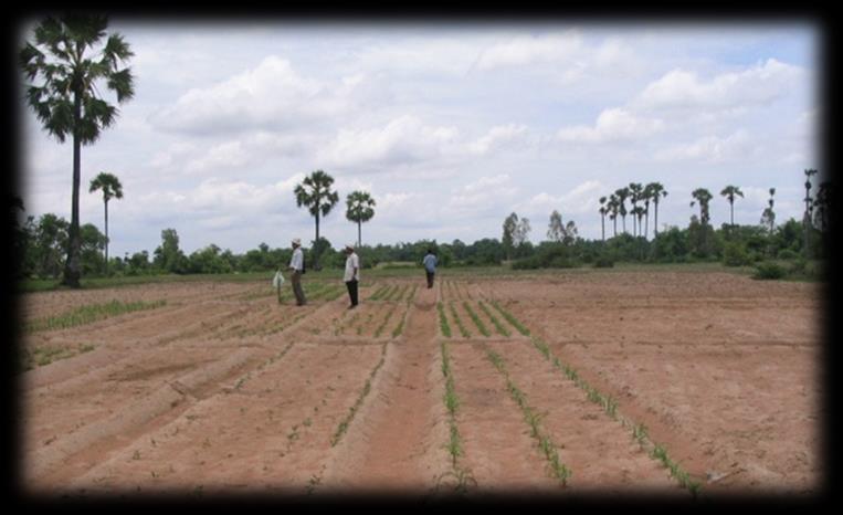 Specific-purpose research on soils (Project based) soil constraint management for non-rice crops, soil