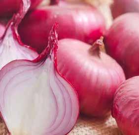 The perpetual demand of onions within the country and for export has made it essential to supply onions round the year either from fresh harvest or