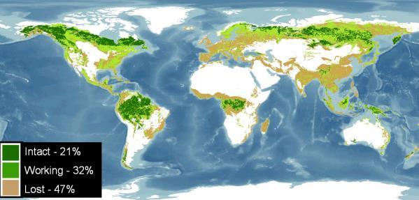 Global Forest Cover http://www.wri.