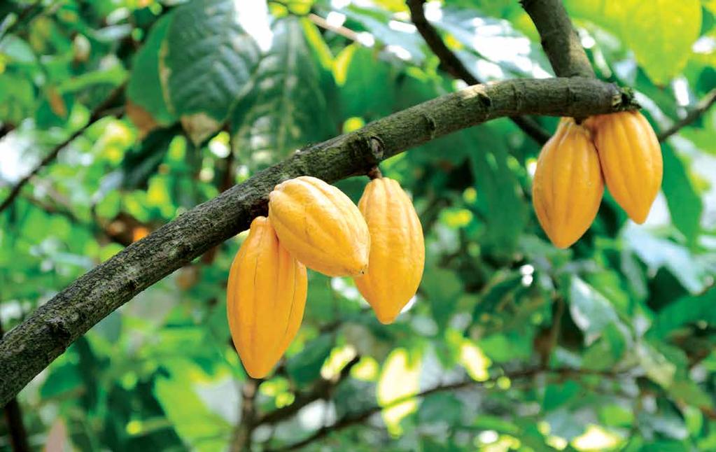 Our vision is to be recognized as a global cocoa provider focused on sustainable