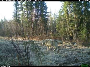 Wildlife response reduced use of lines Coyote LiDea Treated Lines Canadian Lynx LiDea Untreated Lines Grey