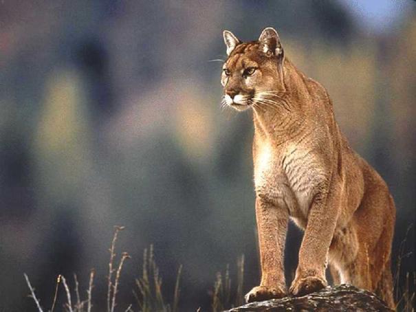 Carrying Capacity in the Classroom You each now represent a cougar the classroom is your habitat. Your assigned seat is your den. To survive, you must hunt for food.