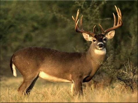 Angel Island State game managers proposed that the excess deer be shot by hunters. Protesters thought this was cruel.