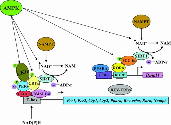 Impact of Retinoic acid induced-1 (Rai1) on Regulators of Metabolism and Adipogenesis The mammalian system undergoes ~24 hour cycles known as circadian rhythms that temporally orchestrate metabolism,