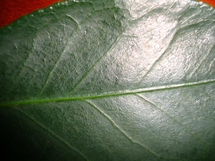 Top and Bottom Sides of a Green Leaf Top