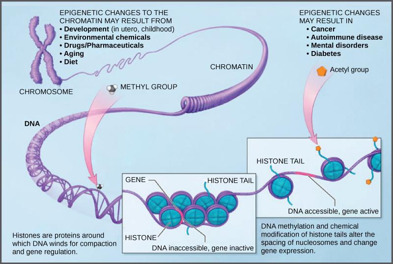 438 CHAPTER 16 GENE EXPRESSION How the histone proteins move is dependent on signals found on both the histone proteins and on the DNA.
