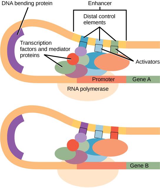 440 CHAPTER 16 GENE EXPRESSION begin transcription; DNA-bending protein brings the enhancer, which can be quite a distance from the gene, in contact with transcription factors and mediator proteins