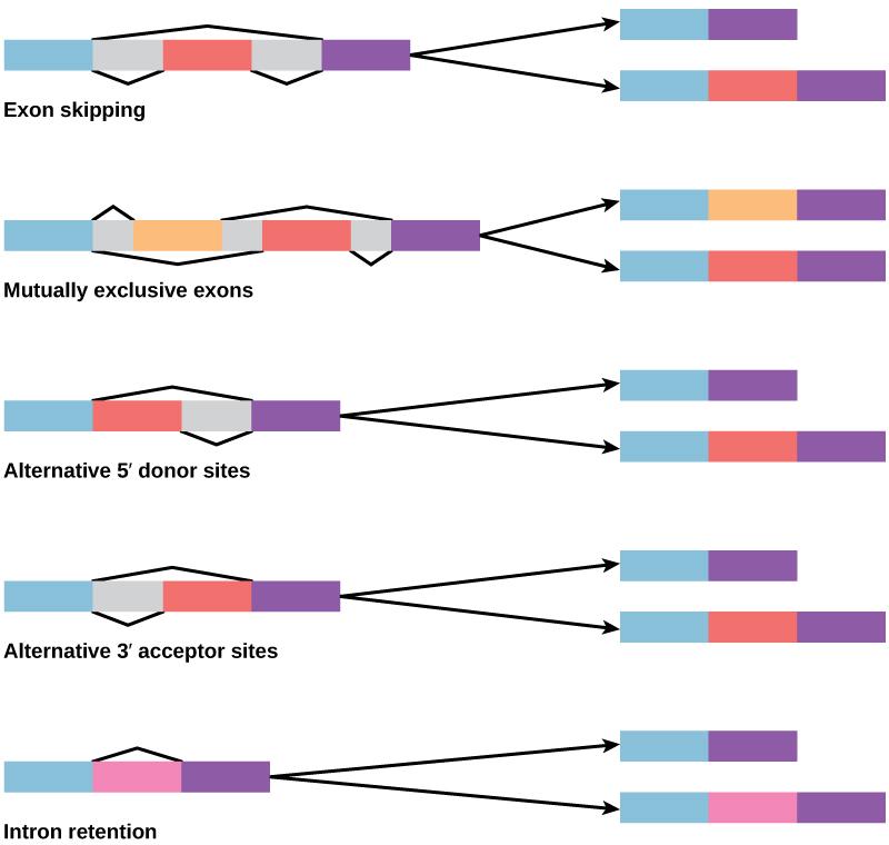 442 CHAPTER 16 GENE EXPRESSION Alternative RNA Splicing In the 1970s, genes were first observed that exhibited alternative RNA splicing.