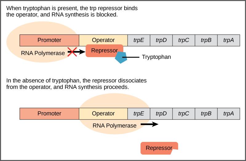 CHAPTER 16 GENE EXPRESSION 433 Figure 16.3 The five genes that are needed to synthesize tryptophan in E. coli are located next to each other in the trp operon.