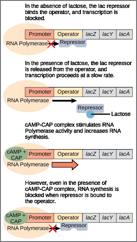CHAPTER 16 GENE EXPRESSION 435 Figure 16.