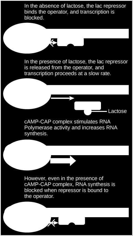 coli, the trp operon is on by default, while the lac operon is off. Why do you think this is the case? If glucose is absent, then CAP can bind to the operator sequence to activate transcription.