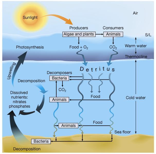 Ocean Biological Pump 1) Surface Plankton fix