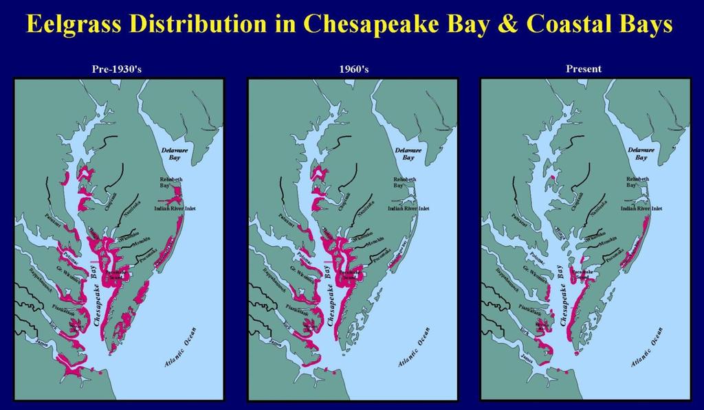 Map source: Ken Moore Stresses related to climate change that affect eelgrass survival include: Increased frequency and duration of high summer water temps, > 30 C (86 F) -Massive baywide decline