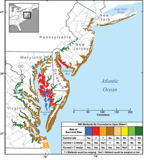 Tidal wetlands and Sea level rise Geomorphic settings of mid-atlantic tidal wetlands Conversion