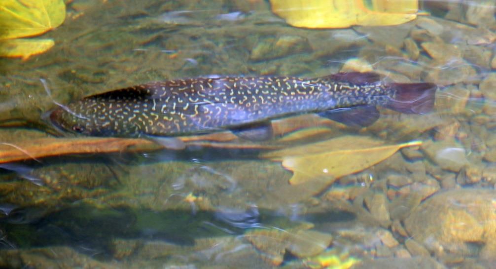 Blue (freshwater aquatic) values Suburban streams Porirua Stream 56 km 2 9 native fish spp. Karori Stream 30 km 2 7 spp. Kaiwharawhara Stream 19 km 2 11 spp.