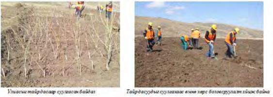 In spring 2014 third tree nursery has been established on 0.2 ha area in collaboration with Darkhan nogoon aral company. Table 5.1. Number of trees planted in tree nursery in 2014 by each species.
