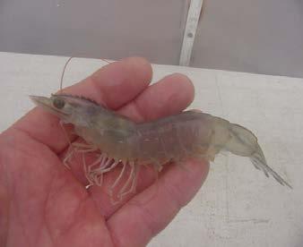 shrimp microbial