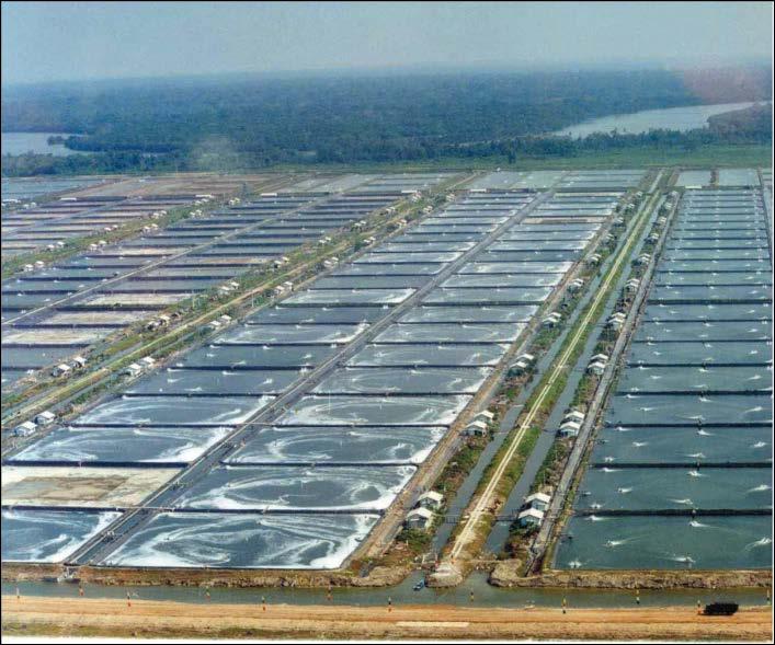 Shrimp Production Issues Water/waste discharge Fish meal importation Food