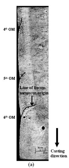 Figure 10 Hook shapes (lines of frozen meniscus from vertical sections through sample II) (a) micrograph of 45 degree section and (b) shapes traced from three different hooks Figure 11 Lines of