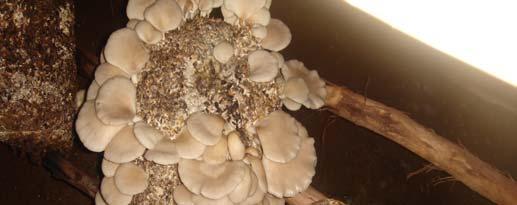 Oyster Mushroom Cultivation by Urban Youth