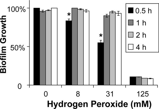 After a 24-h biofilm formation period, biofilms were treated with serial dilutions of hydrogen peroxide for 24 h. Absorbance at 492 nm was measured following incubation with XTT (0.75 mg/ml) for 0.
