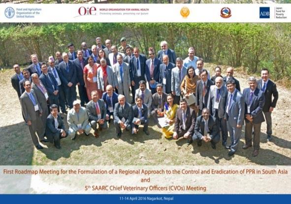 Formulation PPR GEP - Key Steps Establishment of the FAO/OIE PPR Global Secretariat in Rome Regional Roadmap meetings to consult countries and RECs Brainstorming