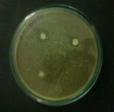Antimicrobial Activity of Chitosan Extracted from Prawn Shell 5 Figure 2: Antifungal effects of chitosan Trichophyton rubrum Penicillium chrysogenum Aspergillus niger Discussion: Chitosan extracted