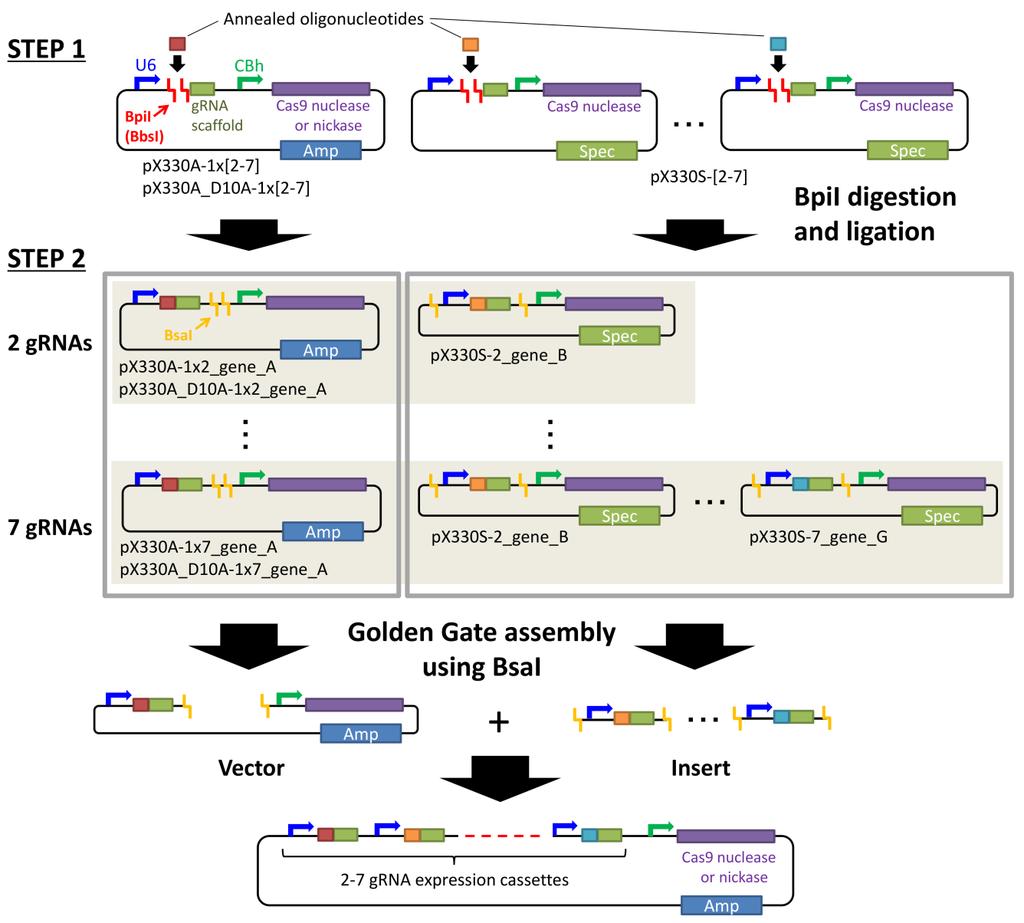 Methods 1. Multiplex CRISPR/Cas9 assembly -STEP 1- Insert the annealed oligonucleotides for grna templates.