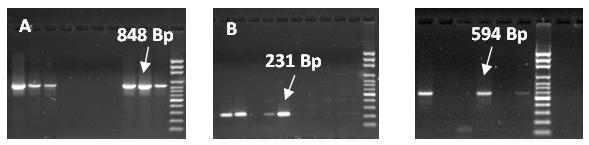 3.3. Molecular detection of bla TEM and bla SHV and bla CTX-M All isolates were screened for bla TEM, bla SHV and bla CTX-M as shown in (Fig. 2). Out of the investigated 70 E. coli isolates, 38 (54.