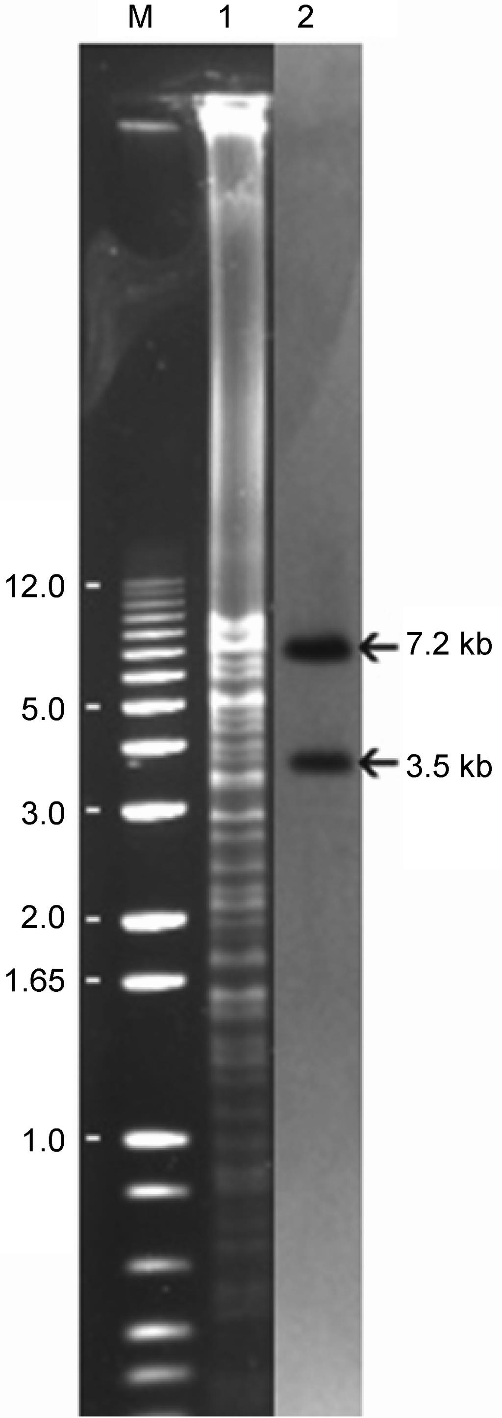 4 Lee et al. Fig. 2. Electrophoresis (lane 1) and Southern hybridization (lane 2) of BamHI digests of plasmid DNA from E. coli transconjugant 06K-006 with a general SHV probe.
