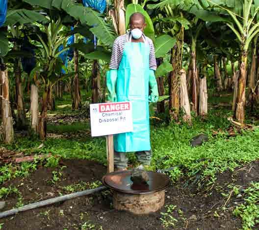 PESTICIDE MANAGEMENT Daniel Hayduk IN THE BANANA INDUSTRY The use of pesticides to control pests and diseases is extensive in banana plantations, particularly in those that produce for export and