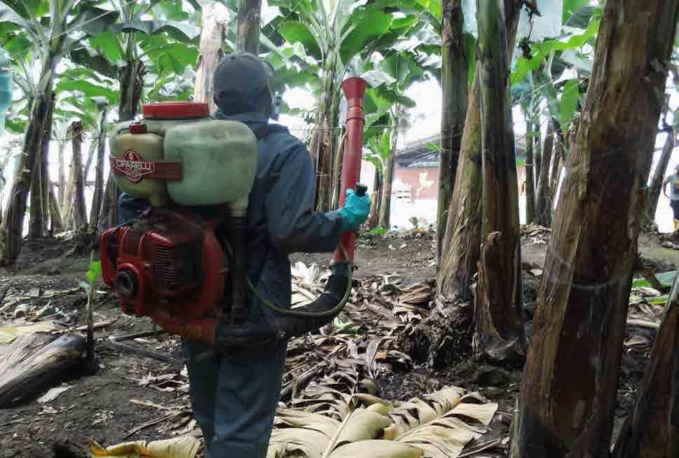 PESTICIDE RISK REDUCTION Banana production should follow the following steps in pesticide risk reduction as recommended by FAO: 1 Reduce reliance on pesticides through Integrated Pest Management
