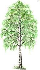 Forest Tree Species
