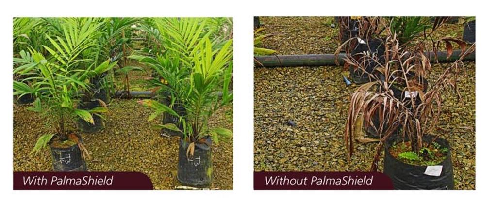 Palmashield effectiveness Oil palm