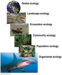 ECOLOGY Ecology The study of the interactions between organisms and the living (biotic) and non living (abiotic) components of their environment field named in 1866 Levels of Organization 1.