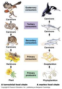 producers Food chains Feeding Relationships in Ecosystems - single pathway of feeding relationships of an