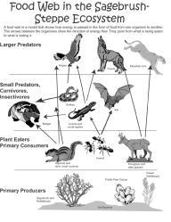 ecosystem Plants, herbivores, and carnivores make up the food web.